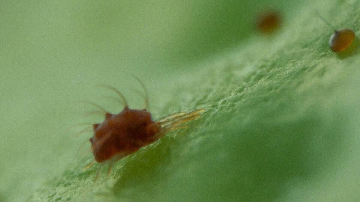 certis-acaros_tetraniquidos-ebook|certis-acaros_tetraniquidos-ebook